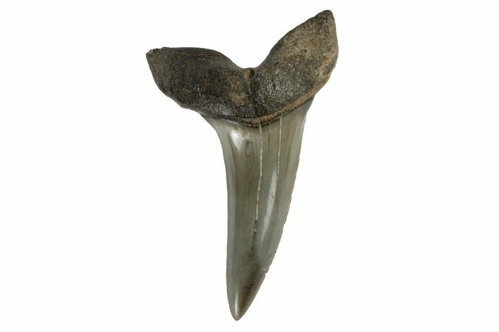 Fossil Shortfin Mako Shark Tooth - South Carolina #170446